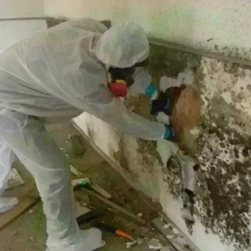 Mold Remediation and Removal in Dumas, AR